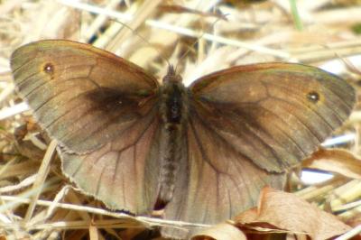 <i>Maniola jurtina</i>