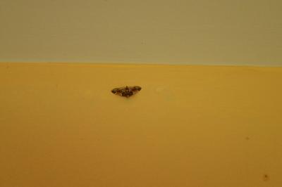 <i>Pyralis farinalis</i>