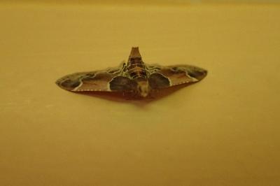 <i>Pyralis farinalis</i>