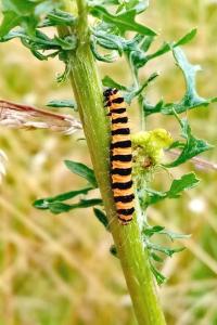 <i>Tyria jacobaeae</i>
