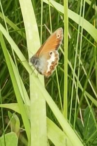 <i>Coenonympha arcania</i>