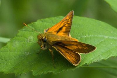 <i>Ochlodes sylvanus</i>