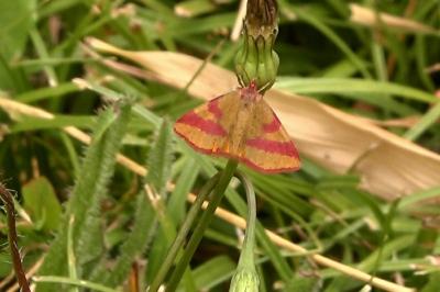 <i>Lythria cruentaria</i>