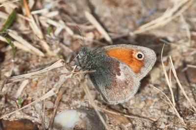 <i>Coenonympha pamphilus</i>