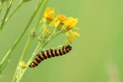 <i>Tyria jacobaeae</i>