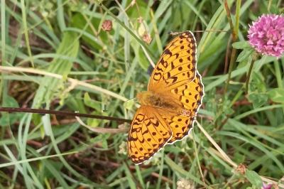 <i>Speyeria aglaja</i>