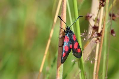 <i>Zygaena trifolii</i>