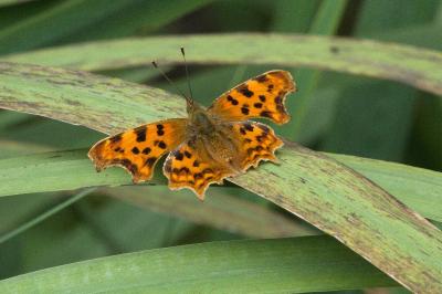 <i>Polygonia c-album</i>
