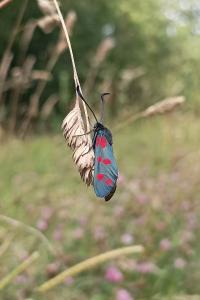 <i>Zygaena filipendulae</i>