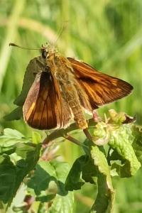 <i>Ochlodes sylvanus</i>