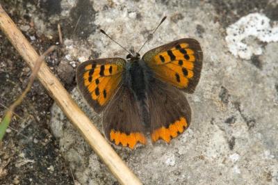 <i>Lycaena phlaeas</i>
