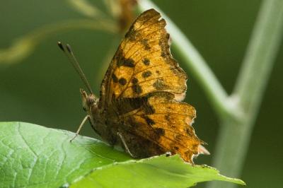 <i>Polygonia c-album</i>