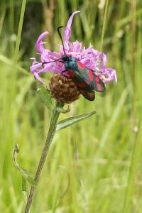 <i>Zygaena filipendulae</i>