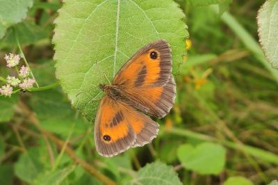 <i>Pyronia tithonus</i>