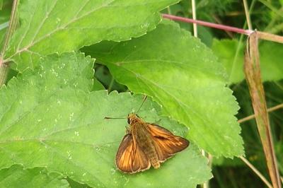 <i>Ochlodes sylvanus</i>
