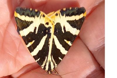 <i>Euplagia quadripunctaria</i>