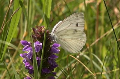 <i>Pieris napi</i>