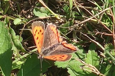 <i>Lycaena phlaeas</i>