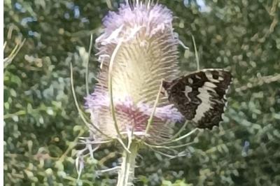 <i>Brintesia circe</i>