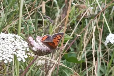 <i>Lycaena phlaeas</i>