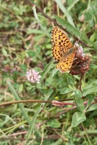 <i>Boloria dia</i>