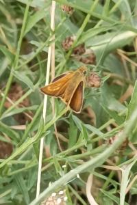<i>Thymelicus acteon</i>