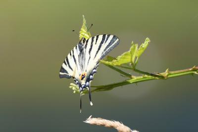 <i>Iphiclides podalirius</i>
