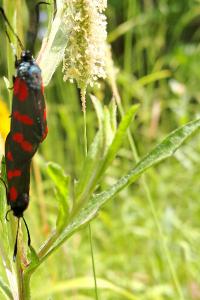 <i>Zygaena filipendulae</i>