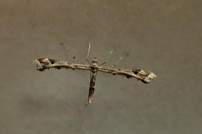 <i>Amblyptilia acanthadactyla</i>
