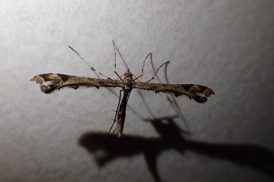 <i>Amblyptilia acanthadactyla</i>