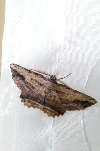 <i>Menophra abruptaria</i>