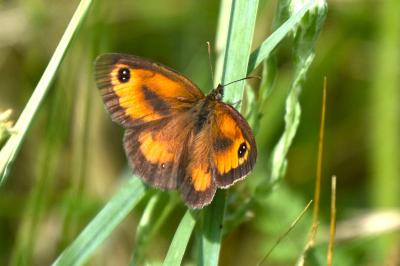 <i>Pyronia tithonus</i>