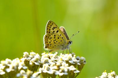 <i>Lycaena tityrus</i>