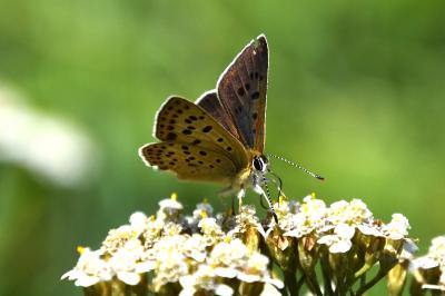 <i>Lycaena tityrus</i>