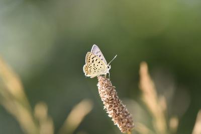 <i>Lycaena tityrus</i>
