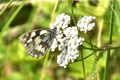 <i>Melanargia galathea</i>