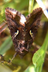 <i>Autographa gamma</i>