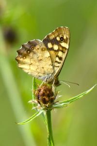 <i>Pararge aegeria</i>