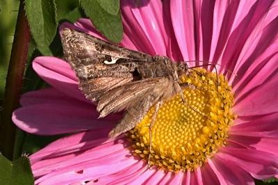 <i>Autographa gamma</i>