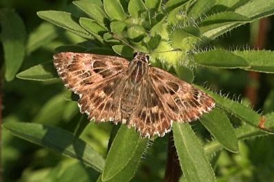 <i>Carcharodus alceae</i>