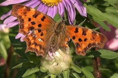 <i>Polygonia c-album</i>