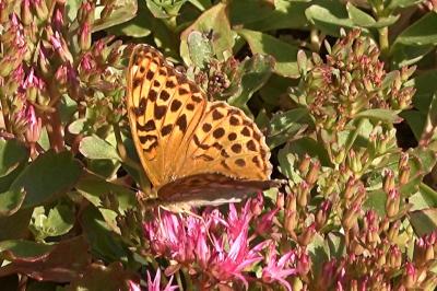 <i>Argynnis paphia</i>