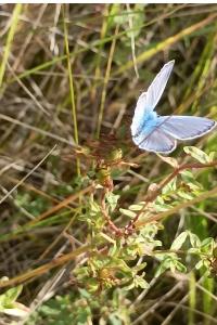 <i>Polyommatus icarus</i>