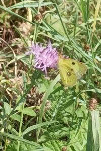 <i>Colias alfacariensis</i>