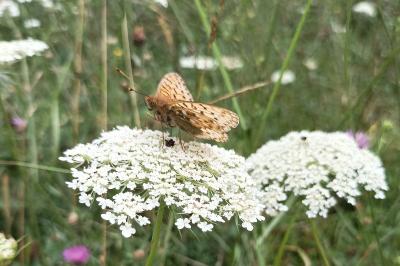 <i>Speyeria aglaja</i>