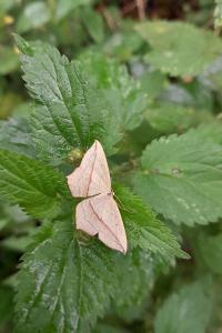 <i>Timandra comae</i>