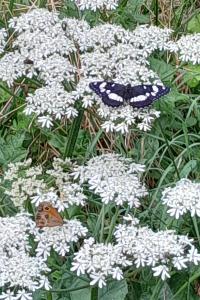 <i>Limenitis reducta</i>