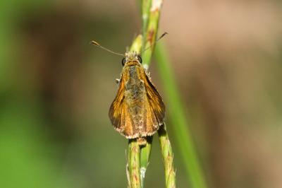 <i>Ochlodes sylvanus</i>