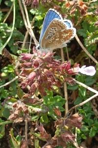 <i>Lysandra bellargus</i>