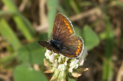 <i>Aricia agestis</i>